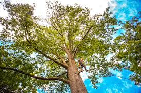 Best Tree Cabling and Bracing  in Westlake Village, CA