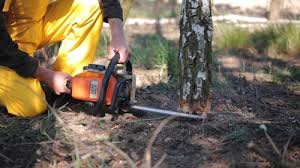 Best Tree Risk Assessment  in Westlake Village, CA