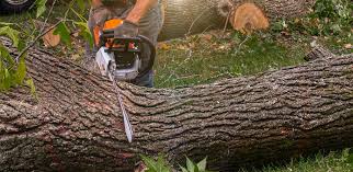 Best Weed Control  in Westlake Village, CA
