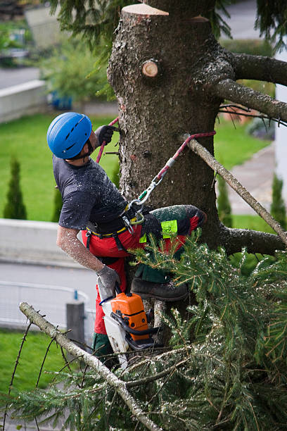 How Our Tree Care Process Works  in  Westlake Village, CA