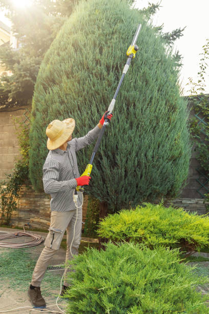 Lawn Renovation and Restoration in Westlake Village, CA